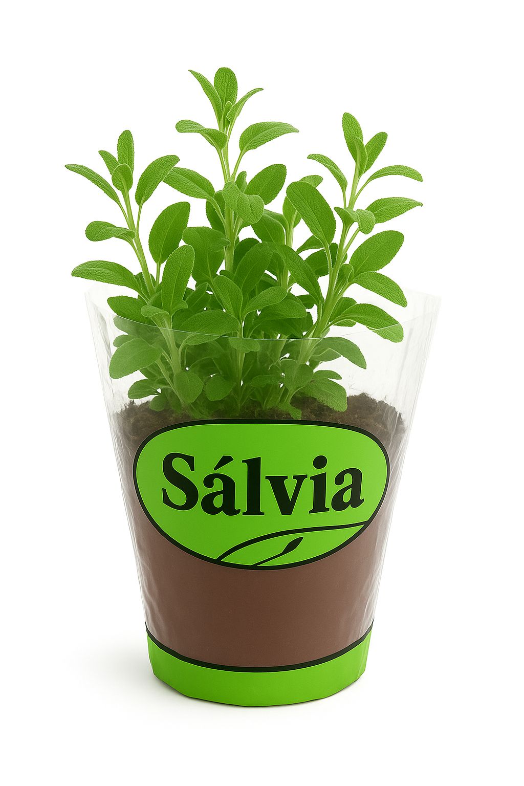 Vaso de Sálvia unidade