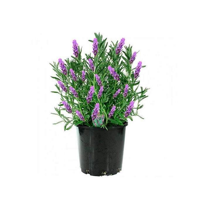 Vaso Lavanda Ceasa unidade