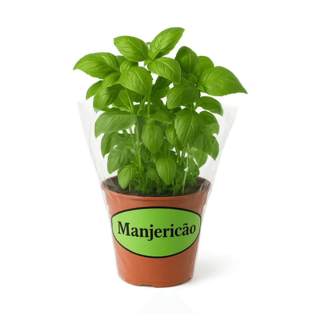 Vaso de Manjericão  unidade