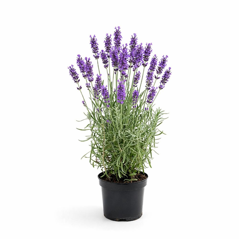 Lavanda