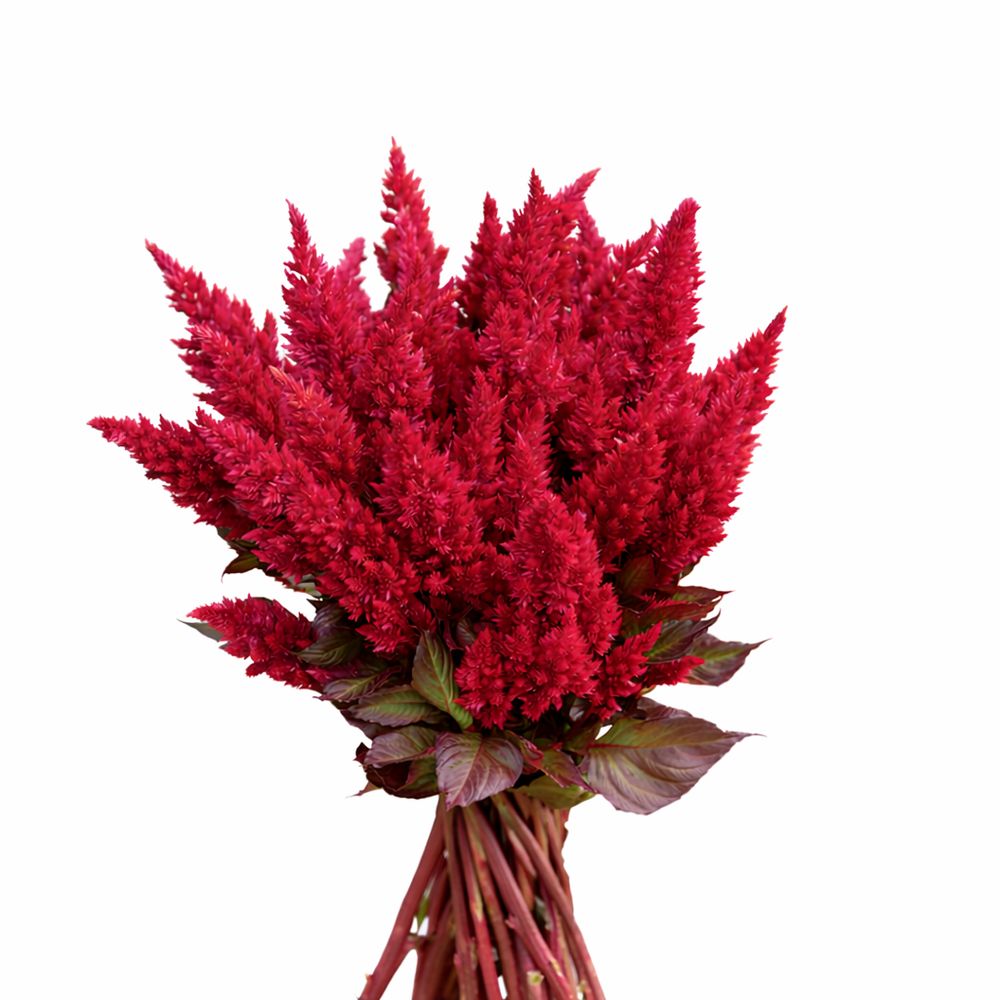 Celosia