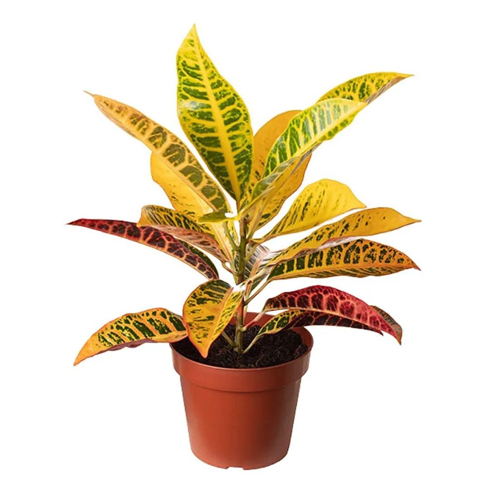 Croton
