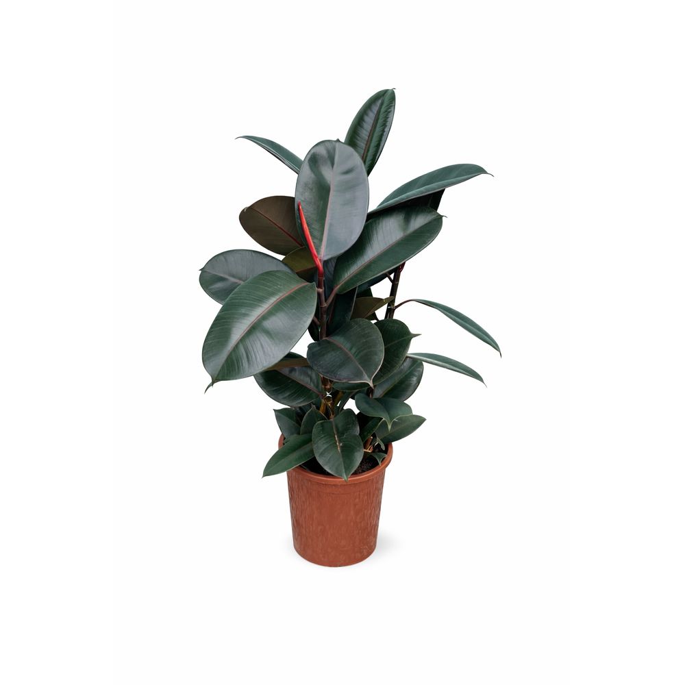Ficus Elástica