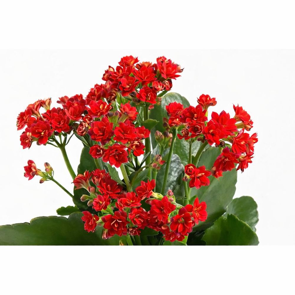 Kalanchoe pequena