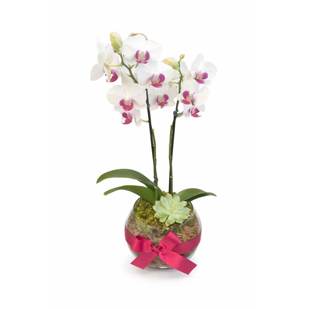 Orquídea Phalaenopsis com Suculenta